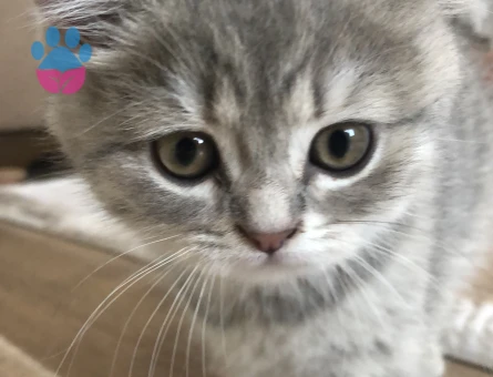 Mia Balımıza Güzel Bir Eş Arıyoruz