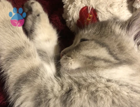 Mia Balımıza Güzel Bir Eş Arıyoruz