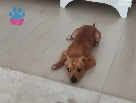 2 yaşındaki oğluma gelin adayı arıyorum