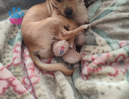 2 yaşındaki oğluma gelin adayı arıyorum