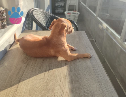 2 yaşındaki oğluma gelin adayı arıyorum