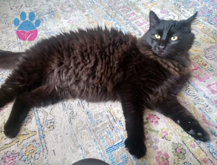 Tiffany(Chantilly) Zeytin Eş Arıyor