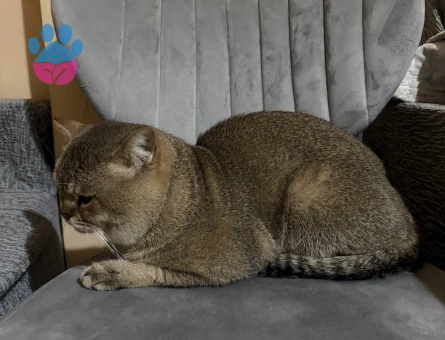 British Shorthair 2 Yaşında Kedim Eş Arıyor