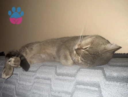 British Shorthair 2 Yaşında Kedim Eş Arıyor