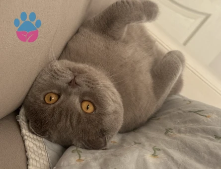 Scottish Fold Lilac Kedim Eş Arıyor