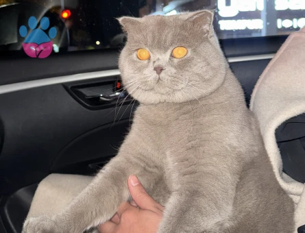 Scottish Fold Lilac Kedim Eş Arıyor