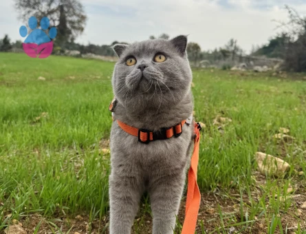 Scottish Fold Lilac Kedim Eş Arıyor