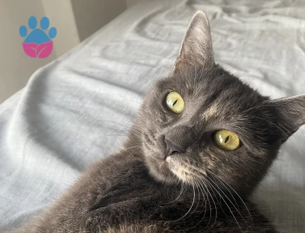 Manx Kedime Eş Arıyorum 1 Yaşında