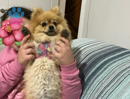 Poomeranian Boo Kızıma Eş Arıyorum