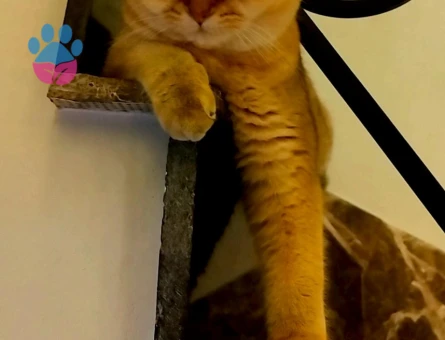 British shorthair n11 golden cins dişi kedimize eş arıyoruz