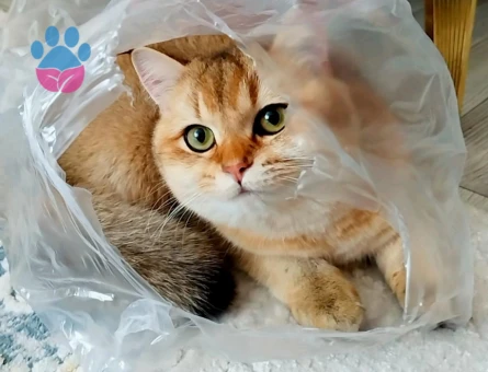 British shorthair n11 golden cins dişi kedimize eş arıyoruz