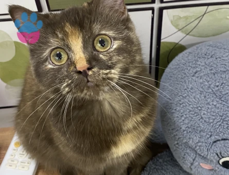 British Shorthair Erkek Kedime Eş Arıyorum