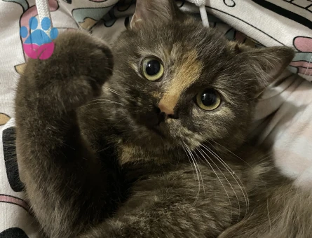 British Shorthair Erkek Kedime Eş Arıyorum