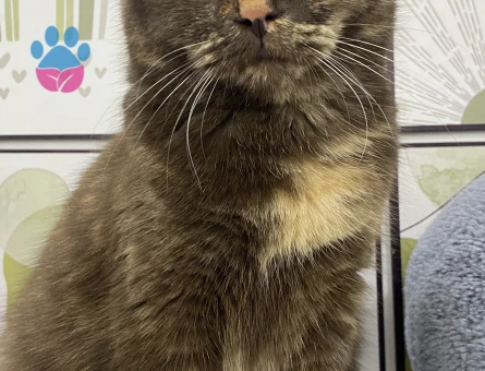 British Shorthair Erkek Kedime Eş Arıyorum