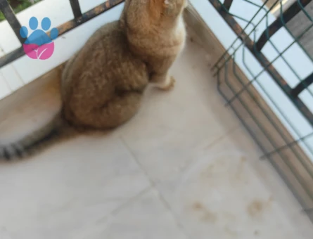 British Shorthair 1 Yaşında Eş Arıyor