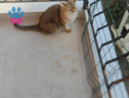 British Shorthair 1 Yaşında Eş Arıyor