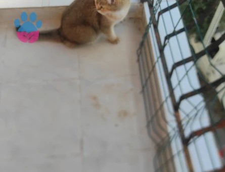 British Shorthair 1 Yaşında Eş Arıyor