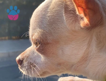 1.5 yaşındaki oğlumuza eş arıyoruz