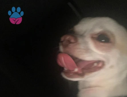 1.5 yaşındaki oğlumuza eş arıyoruz