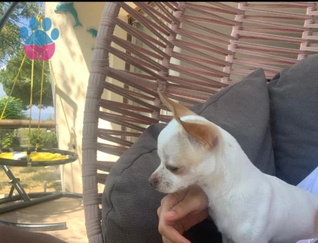 1.5 yaşındaki oğlumuza eş arıyoruz