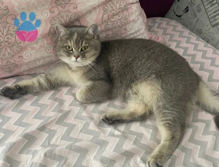 British Shorthair Kızımıza güzel sağlıklı bir eş arıyoruz