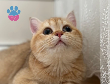 British Shorthair Kızıma eş arıyorum