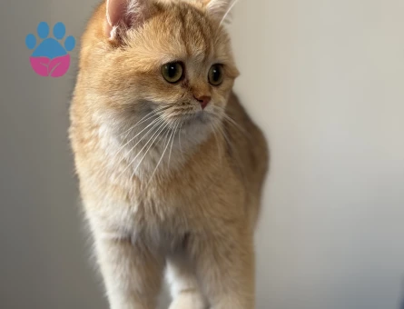 British Shorthair Kızıma eş arıyorum