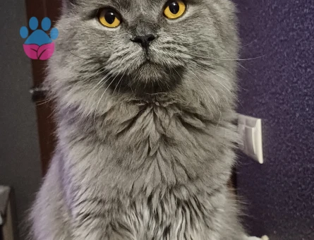 British Longhair Kedime Dişi Eş Arıyorum