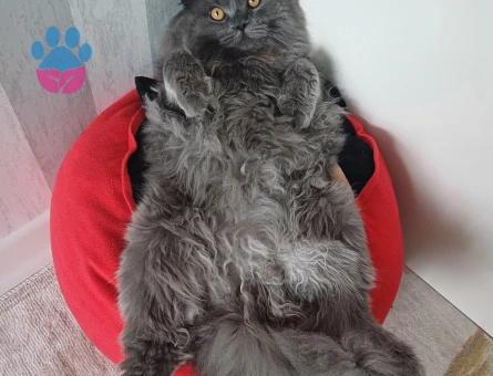 British Longhair Kedime Dişi Eş Arıyorum