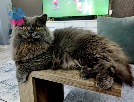 British Longhair Kedime Dişi Eş Arıyorum