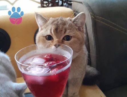 British Shorthair Kedim Eş Arıyor