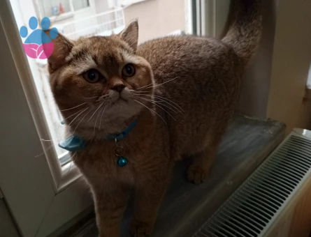 British Shorthair Kedim Eş Arıyor