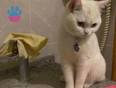 British Shorthair Kedime Acil Eş Arıyorum