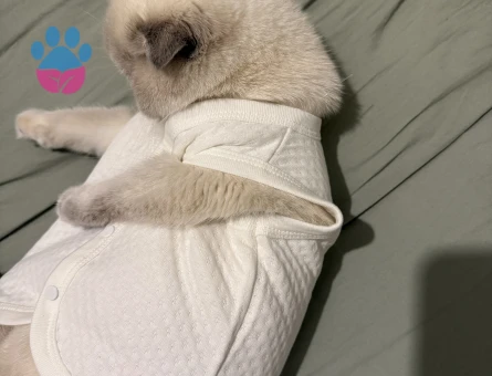 Scottish Fold 1 Yaşında Kızgınlıkta Kedime Eş Arıyorum