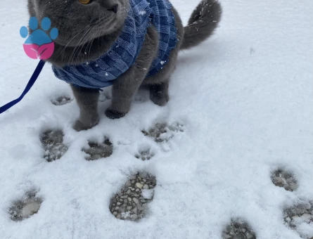 British Shorthair 1 Yaşında Erkek Kızgınlıkta