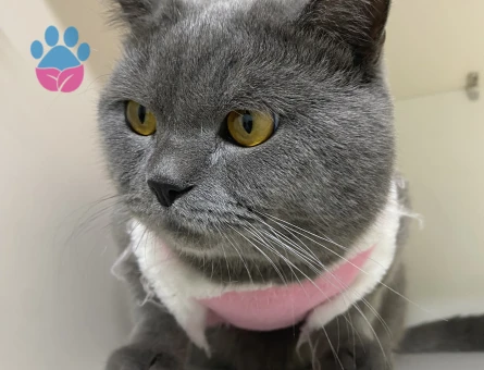 British Shorthair 1 Yaşında Erkek Kızgınlıkta