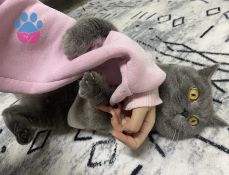 British Shorthair 1 Yaşında Erkek Kızgınlıkta