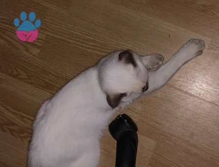 British Shorthair Bluepoint 11 Aylık Erkek Kedim Eş Arıyor