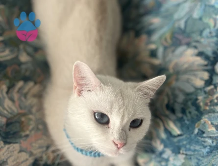 İzmirden Blue Point Beyaz Kızımıza eş arıyoruz