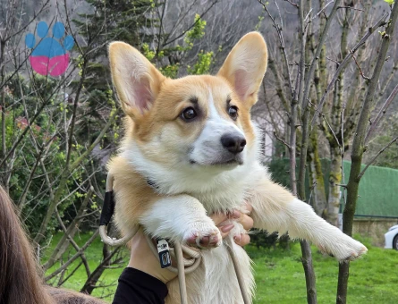 Erkek Pembroke Welsh Corgi için eş