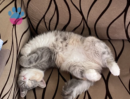 2 yaşında british shorthair