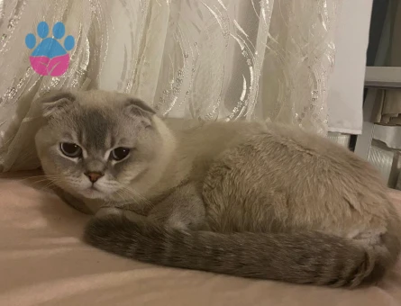 Scottish Fold Oğlumuza gelin arıyoruz
