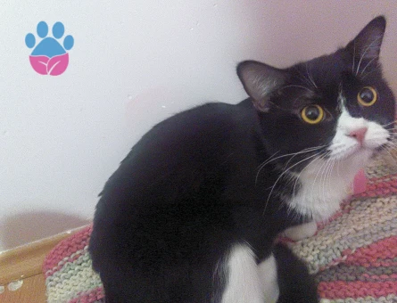 Tekir british kırması dişi kedime eş arıyorum