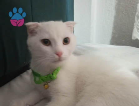 Kedime çiftlestirilip geri verebileceğim bi erkek kedi arıyorum