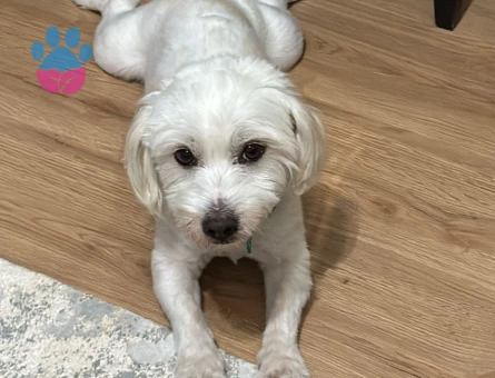 Maltese Terrier 5 Yaşında Eş Arıyor