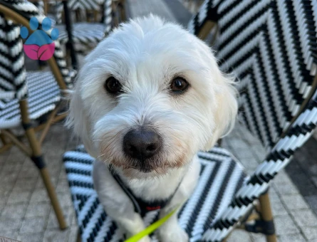 Maltese Terrier 5 Yaşında Eş Arıyor