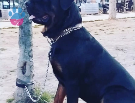 Rottweiler Oğluma Dişi Eş Arıyorum