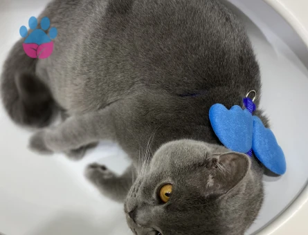 British Shorthair Kedime Eş Arıyorum