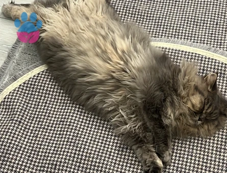 Dişi partner aranıyor