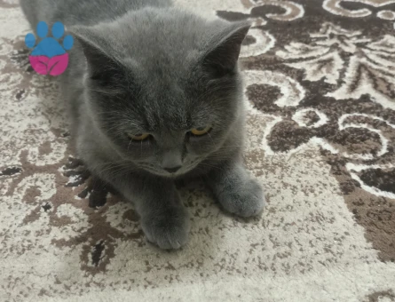 Prensese eş adayı arıyoruz 2 yaşında british secereli